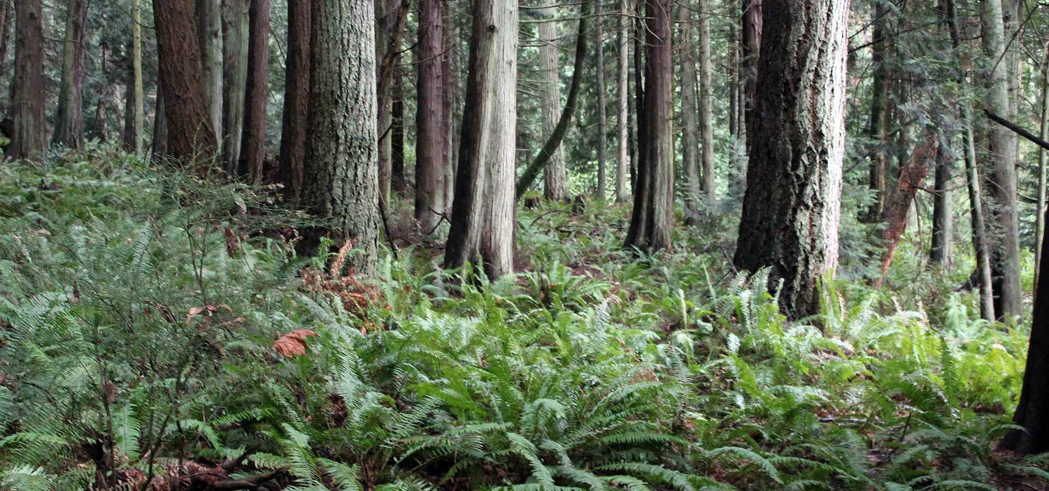 7 Ways To Become A More Sustainable Business-Sea Witch Botanicals