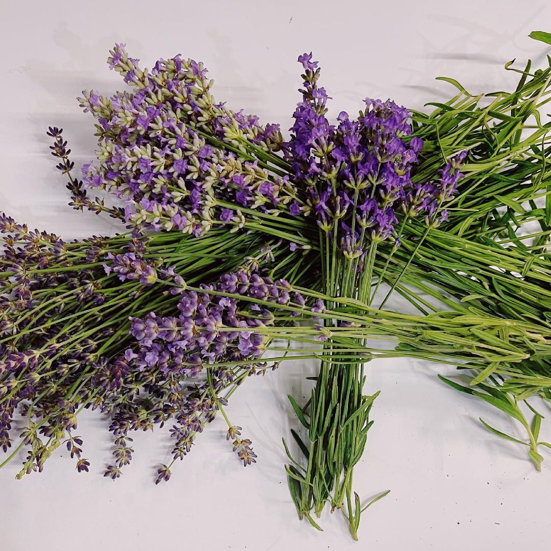 Stockist Spotlight: Amberwing Apothecary-Sea Witch Botanicals