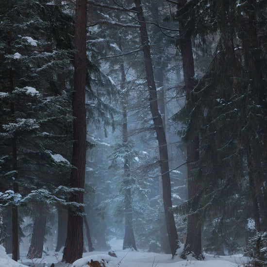 Yuletide Creatures: Meet the Yule Elves, Spirits, & Demons of Yore-Sea Witch Botanicals