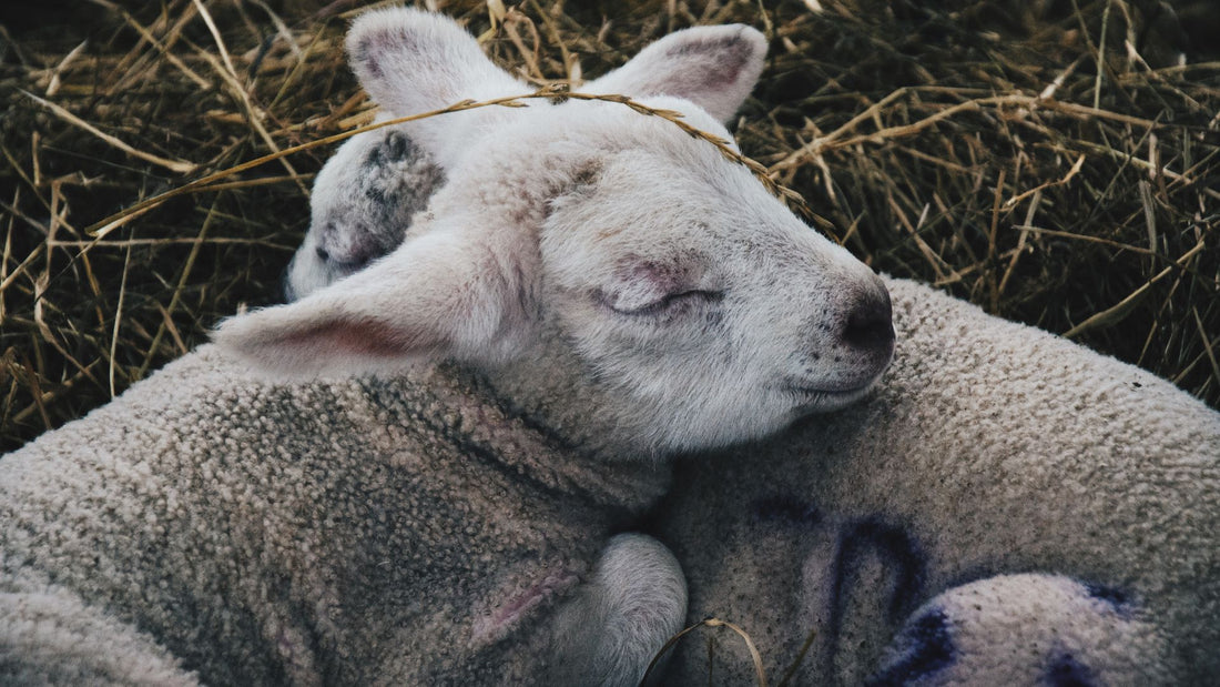 What is Imbolc and Who is Brigid?-Sea Witch Botanicals