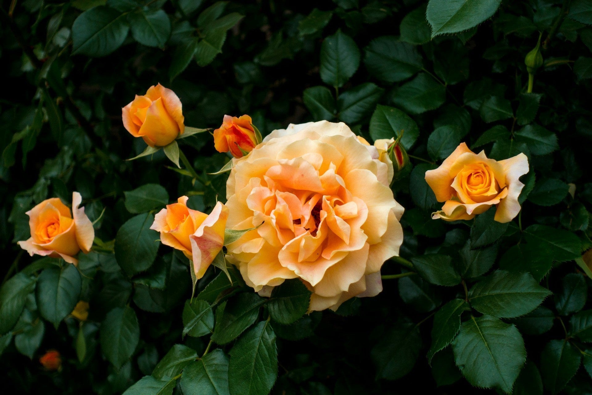 Everything You Need to Know about Natural Perfumes-Sea Witch Botanicals