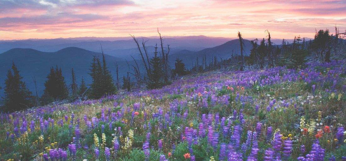 conservation northwest