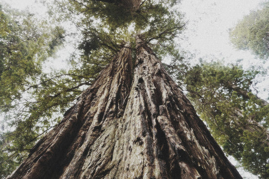 April Book Club: The Hidden Life of Trees-Sea Witch Botanicals
