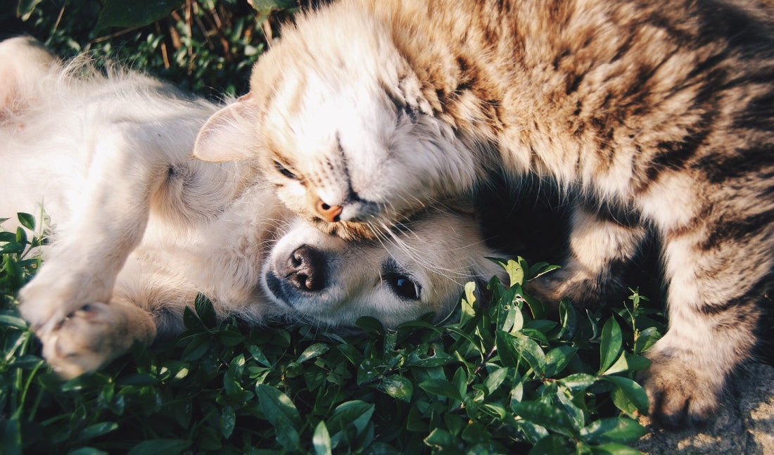 a gray cat and german shepherd mix napping together on a couch covered in colorful blankets