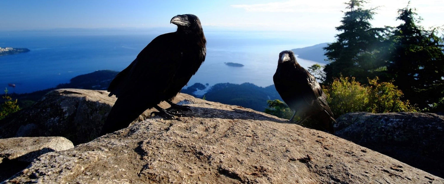 Quoth the Raven, "No, That's a Crow." | Corvids of the PNW-Sea Witch Botanicals