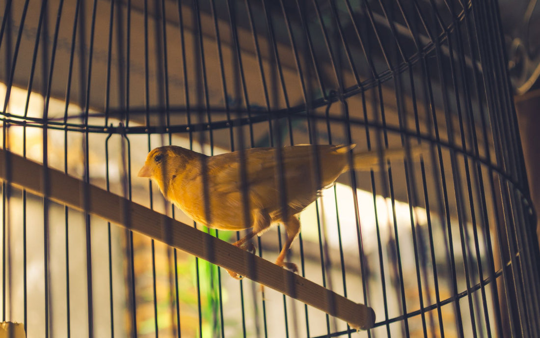 What Happened to the Canary in the Coal Mine?-Sea Witch Botanicals