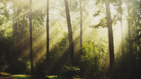 Our Partnership with the Whatcom Million Trees Project-Sea Witch Botanicals