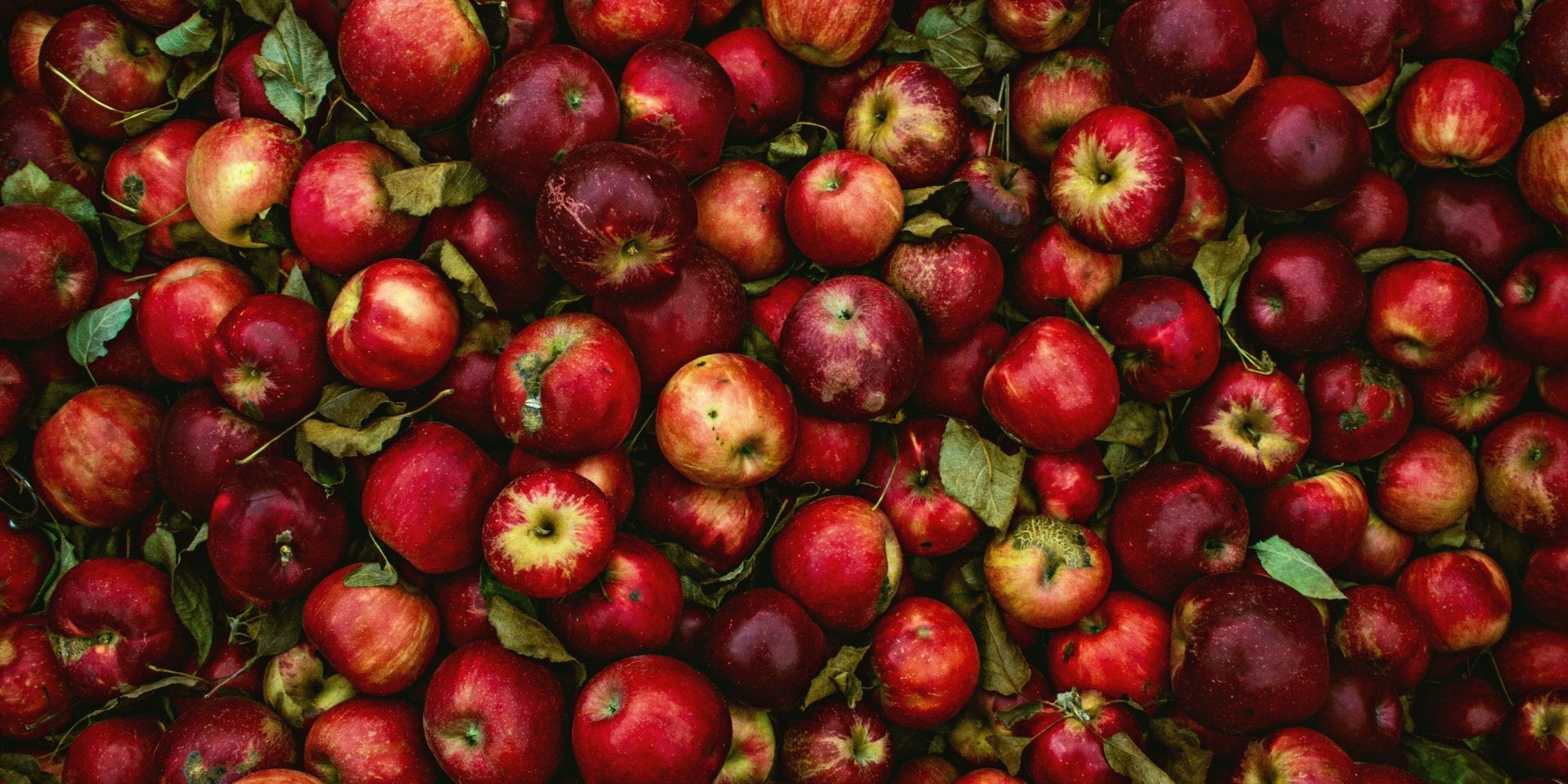 How to Celebrate the Autumnal Equinox-Sea Witch Botanicals