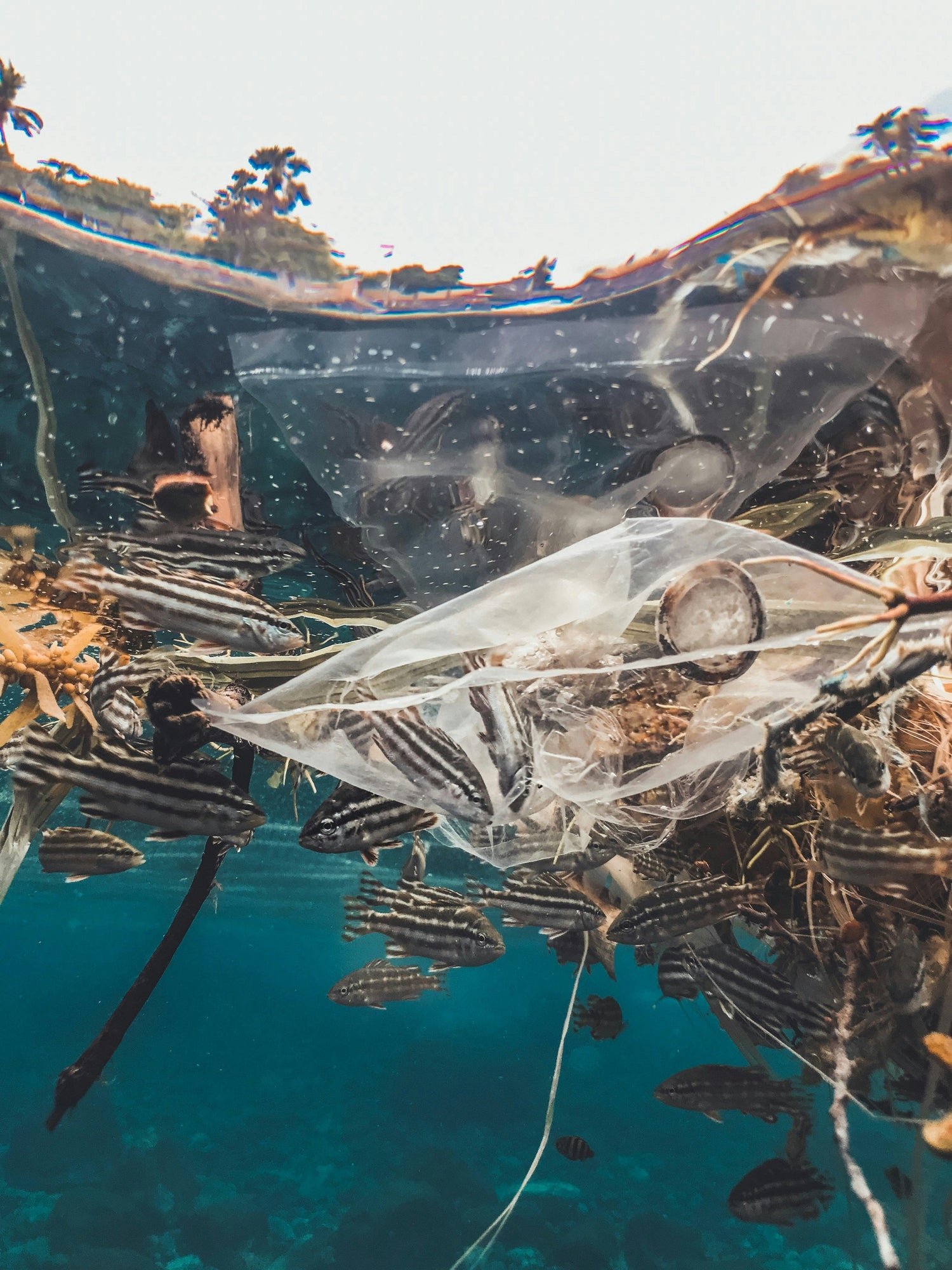  Fish trapped in a plastic bag underwater.
