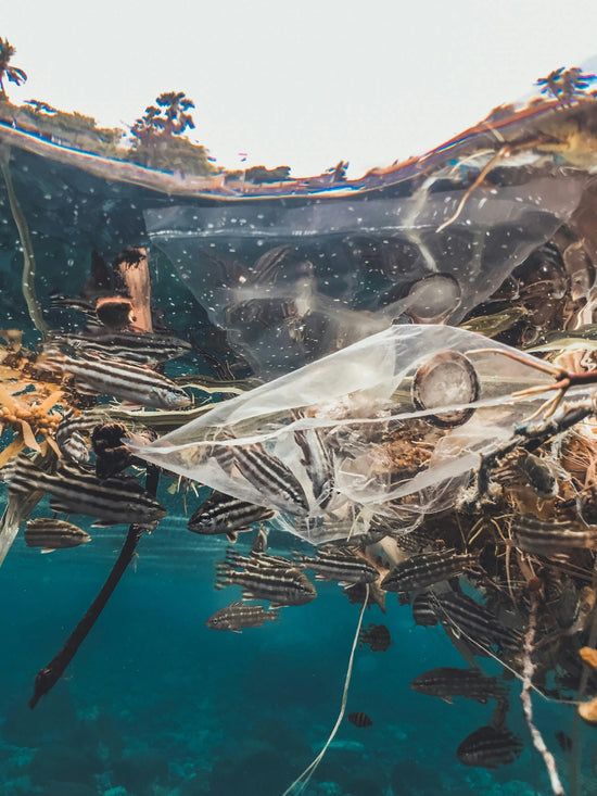  Fish trapped in a plastic bag underwater.