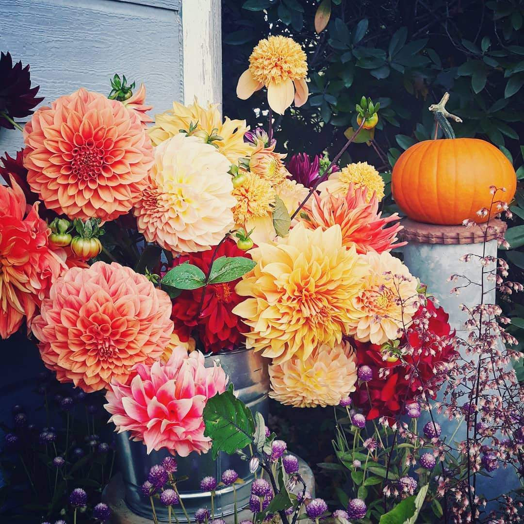 Stockist Spotlight: Seasoned Harvest Boxes in Skagit & Whatcom Counties-Sea Witch Botanicals