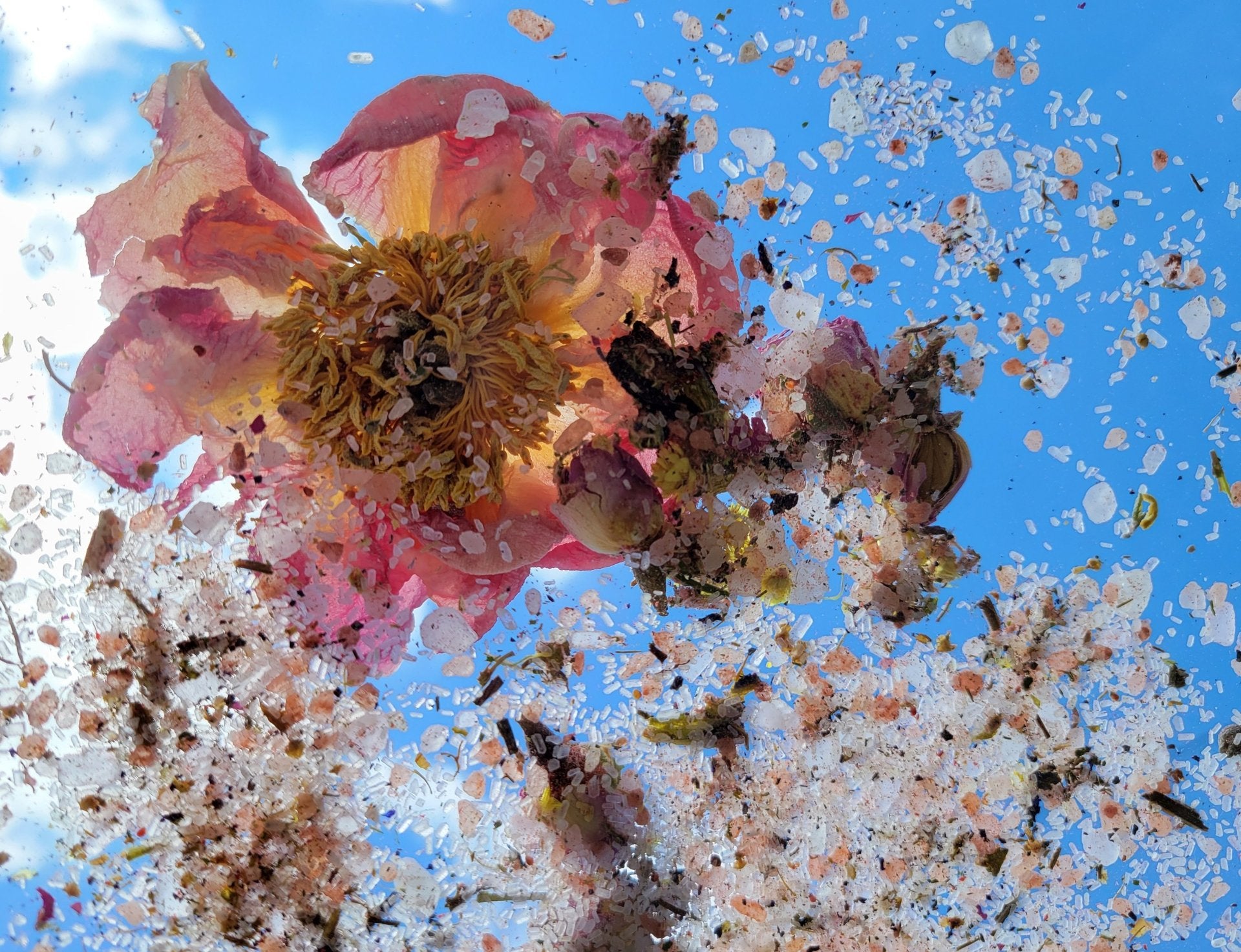Midsummer Moons and the Coup of the Holly King-Sea Witch Botanicals