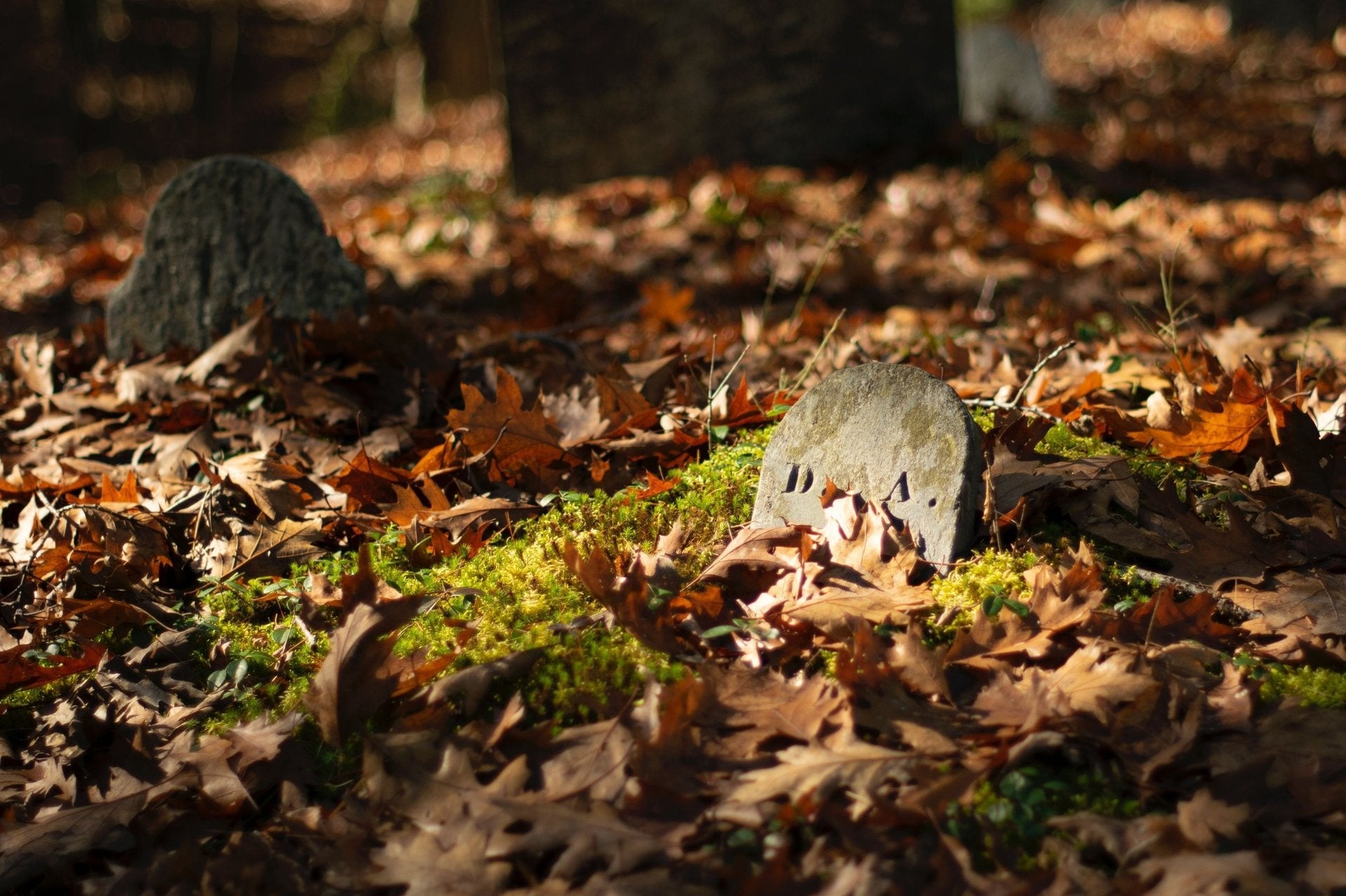 Five Ways You Can Celebrate Samhain-Sea Witch Botanicals