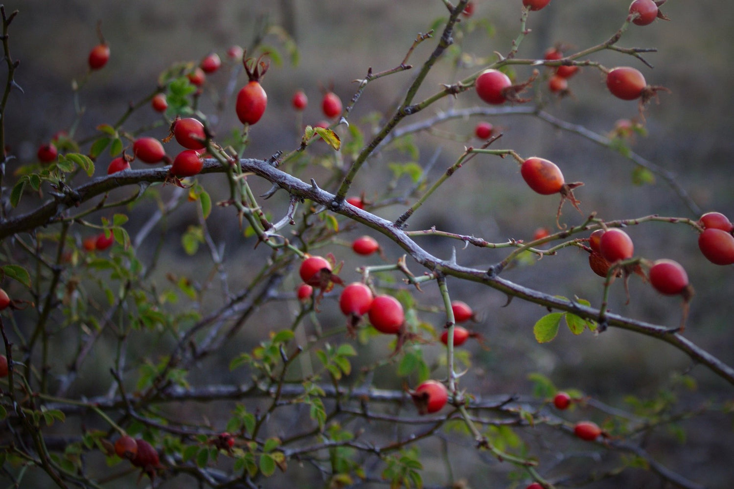 Five Plants For Aries Season Magic-Sea Witch Botanicals