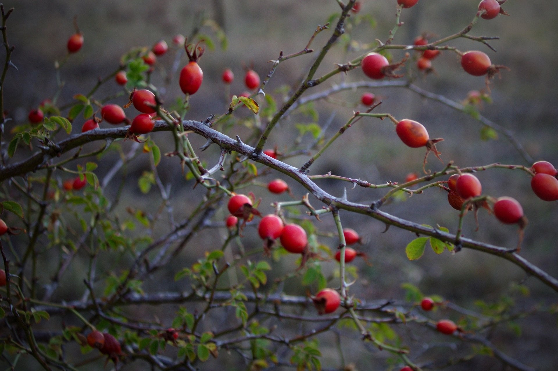 Five Plants For Aries Season Magic-Sea Witch Botanicals