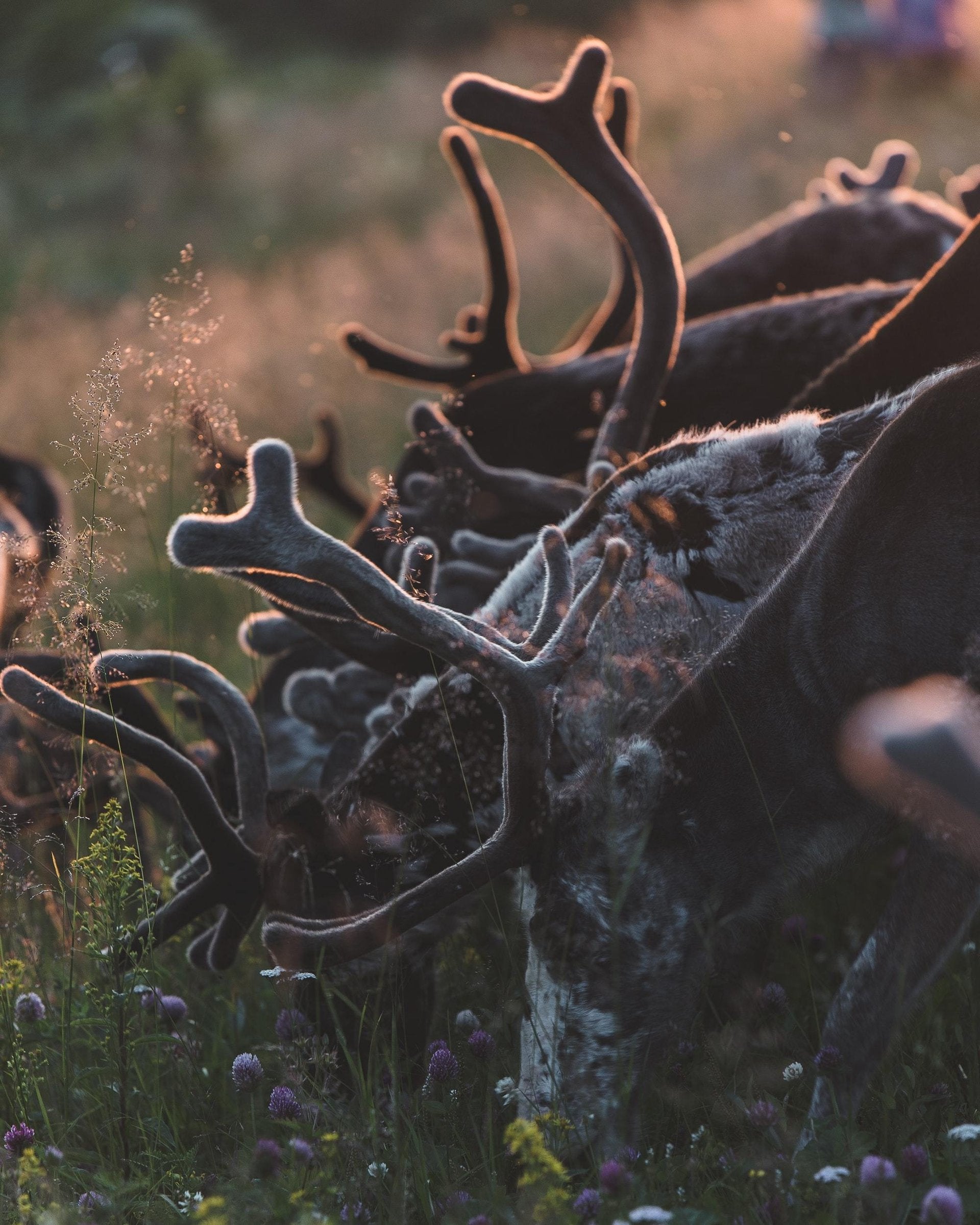 As the Buck Moon Wanes-Sea Witch Botanicals