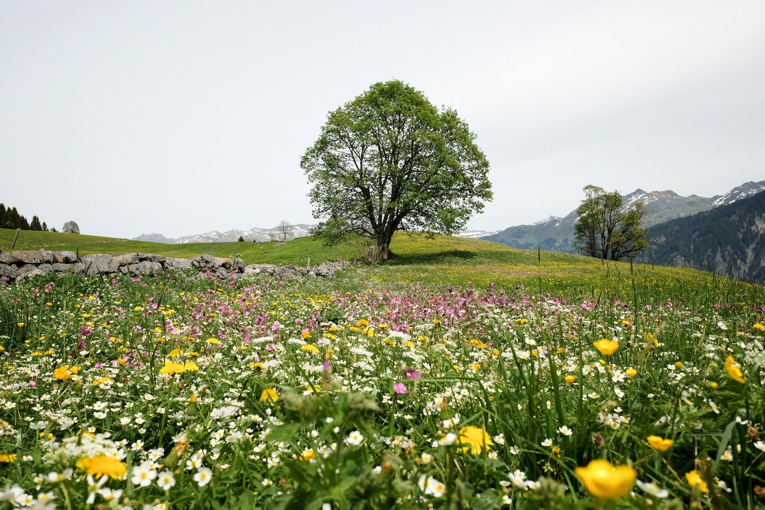 A field of blooming wildflowers with a tree and mountains in the distance.