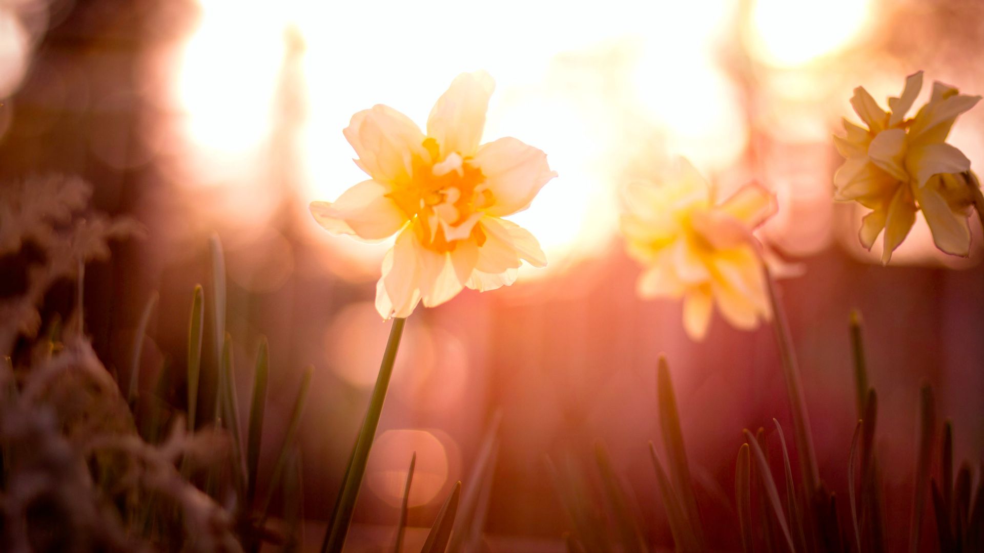 How to Celebrate Ostara, the Vernal Equinox-Sea Witch Botanicals