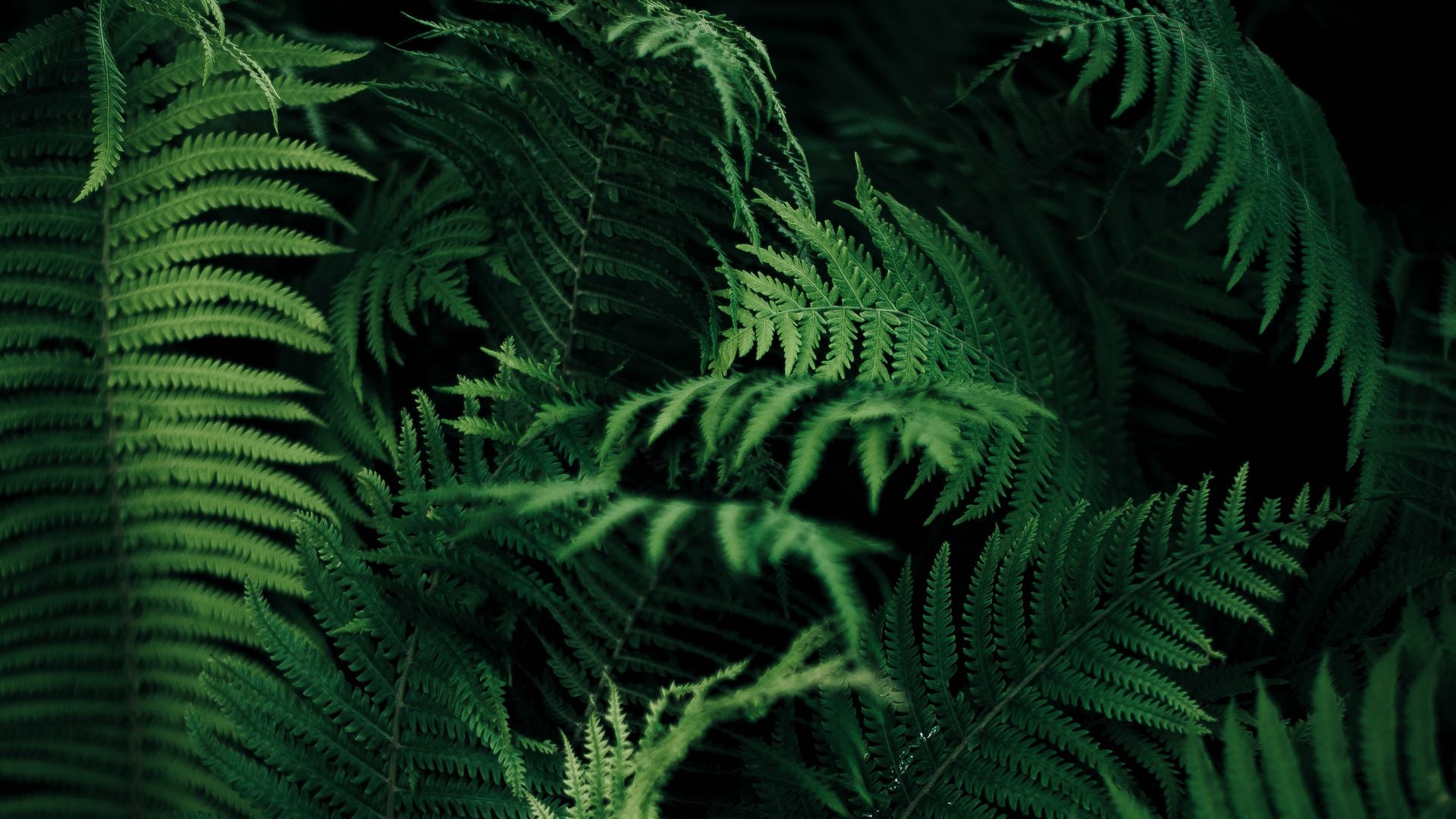 Long Live Green Friday! Donating 100% Friday & Saturday-Sea Witch Botanicals