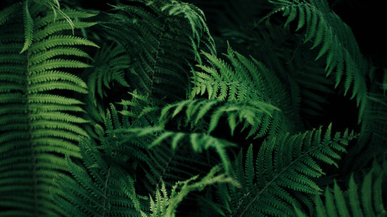 Long Live Green Friday! Donating 100% Friday & Saturday-Sea Witch Botanicals