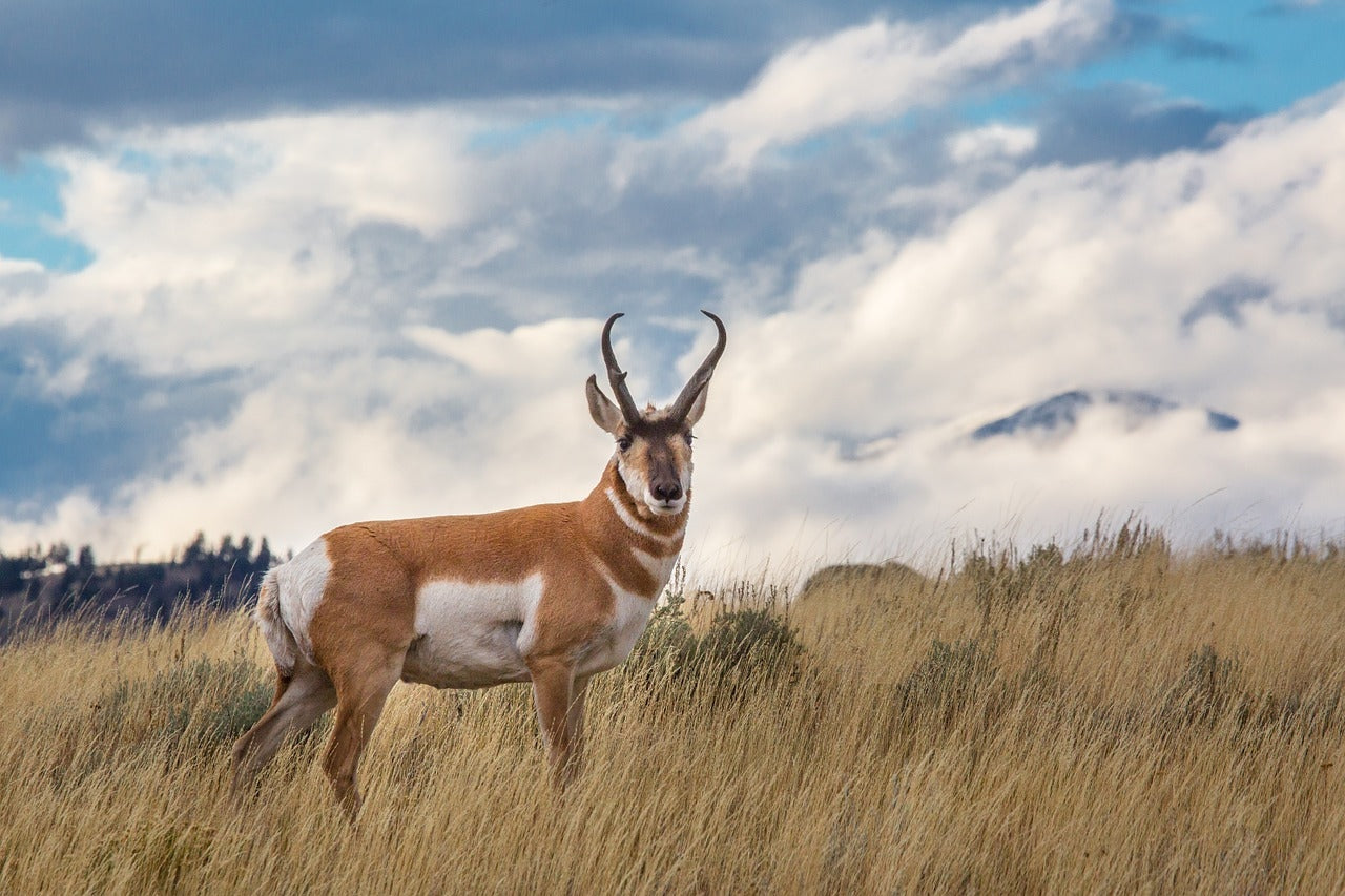 10 Reasons to Thank Indigenous Communities For Their Conservation Efforts-Sea Witch Botanicals