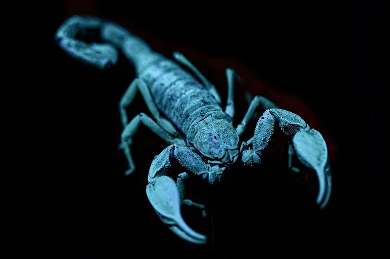Zodiac Sign: Scorpio