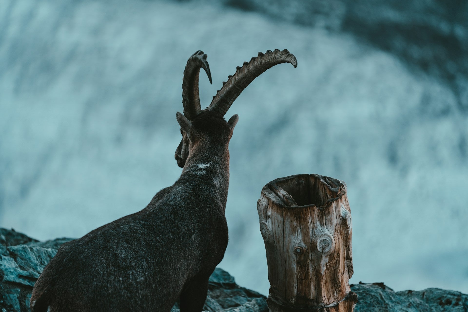 Zodiac Sign: Capricorn