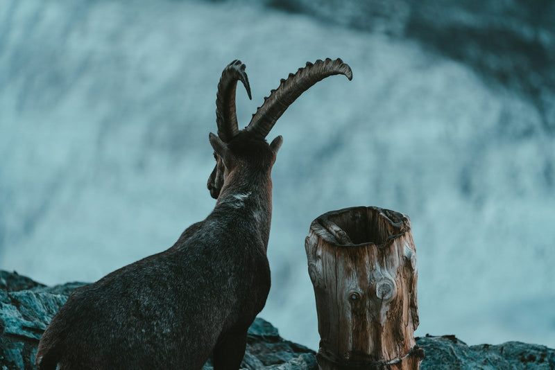 Zodiac Sign: Capricorn