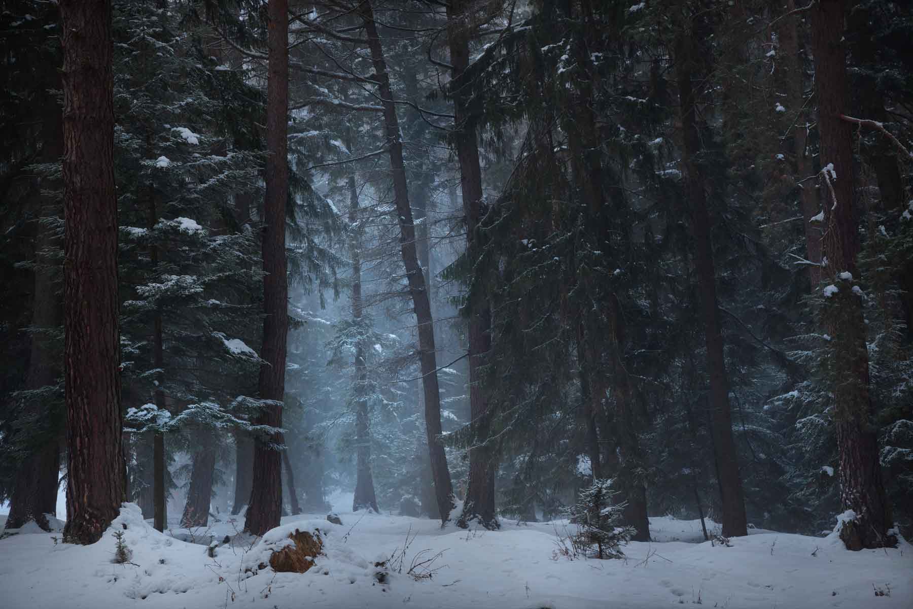 Winter Essentials