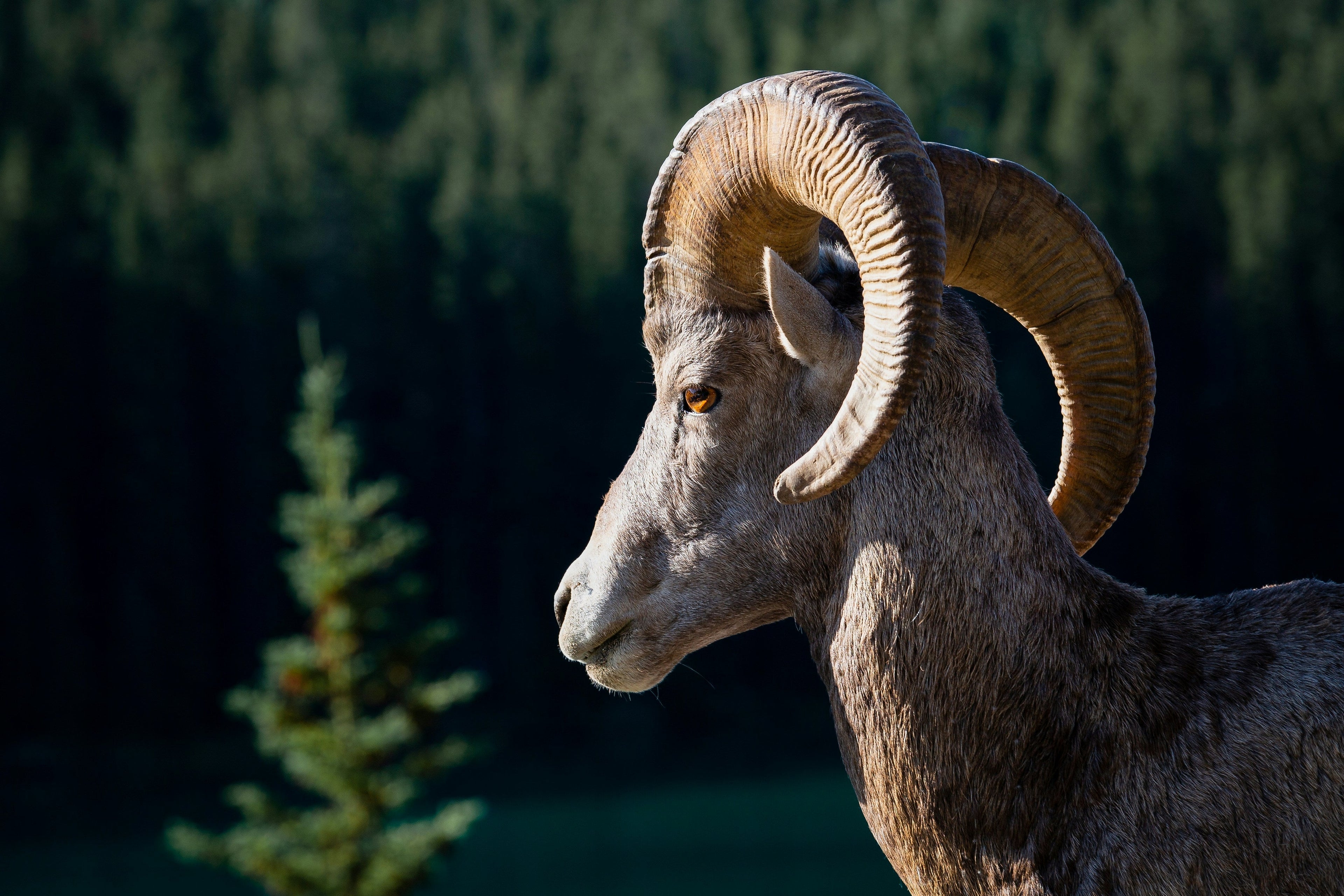 Zodiac Sign: Aries