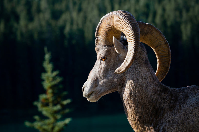 Zodiac Sign: Aries