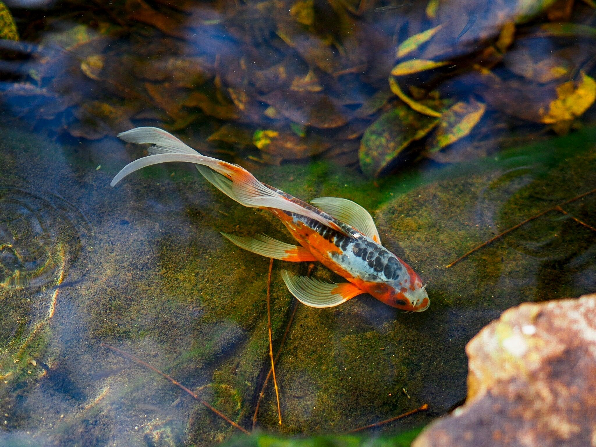 Zodiac Sign: Pisces