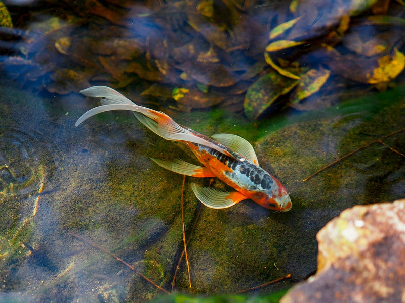Zodiac Sign: Pisces