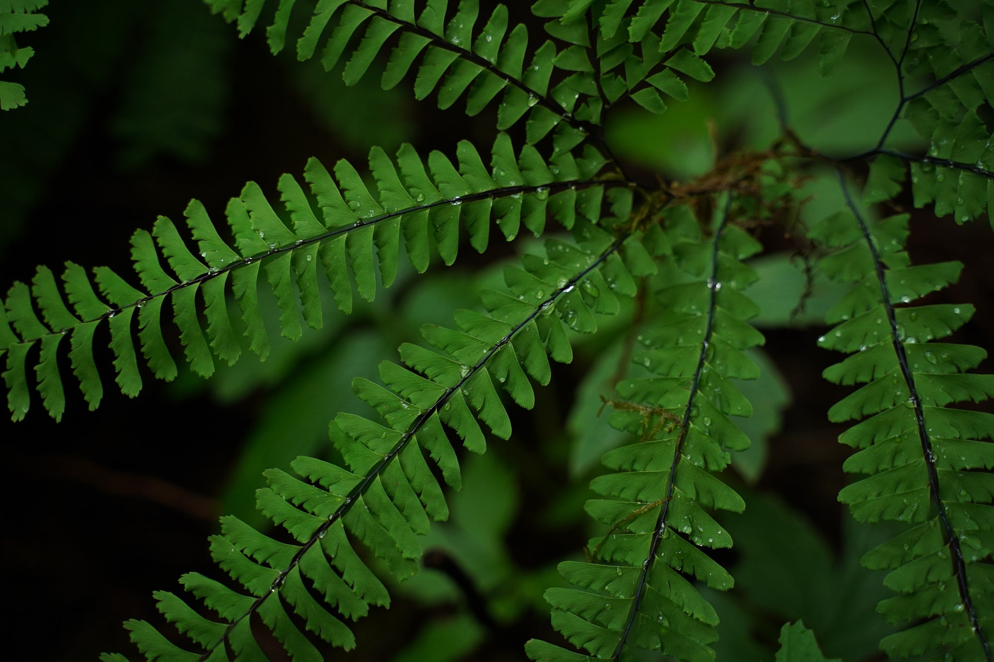 Maidenhair fern closeup with rain drops