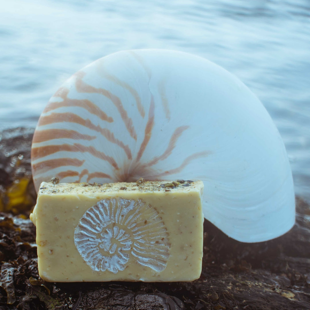 Frith soap seaside with shell